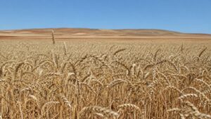 Campo de trigo en Castilla La Mancha afectado por el calor de final de ciclo.