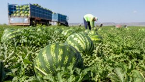 Cultivo de sandías en Lorca durante la campaña de recolección