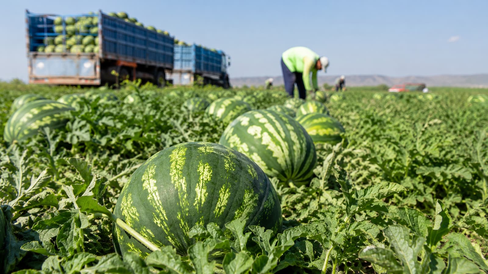 Cultivo de sandías en Lorca durante la campaña de recolección