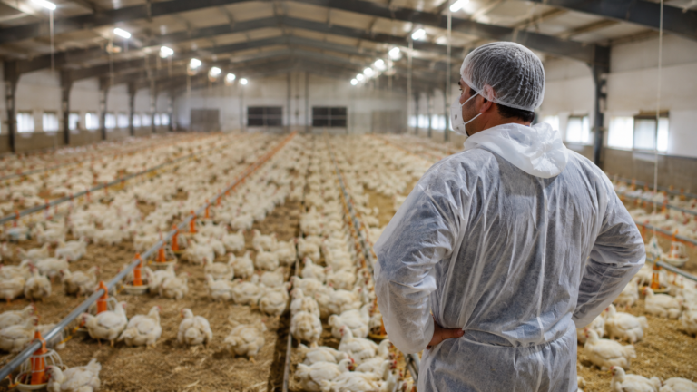 Granja avícola en Castilla y León afectada por las restricciones sanitarias