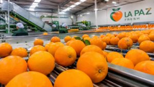 Instalaciones citrícolas de La Paz Fresh en Fortuna Murcia