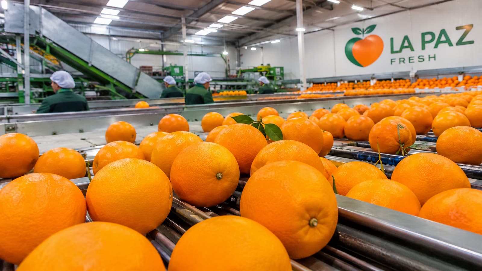 Instalaciones citrícolas de La Paz Fresh en Fortuna Murcia