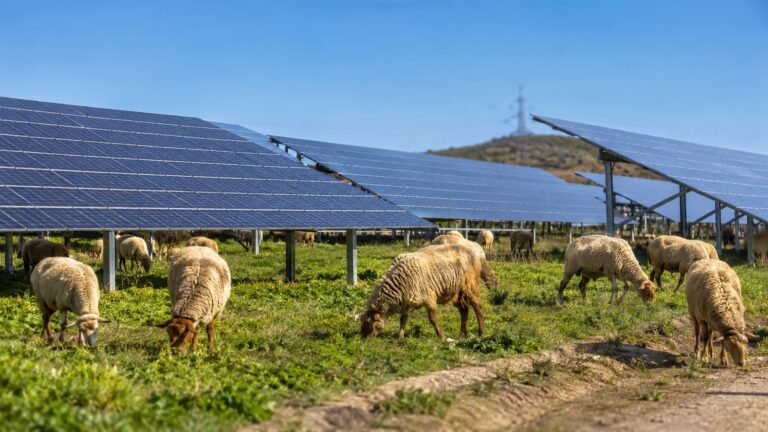 Volkswagen usa casi 100 ovejas en su parque solar: qué puede aprender España