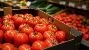 Tomates en una caja de mercado la diferencia entre el precio en origen y el precio en tienda vuelve a poner el foco en la cadena alimentaria.