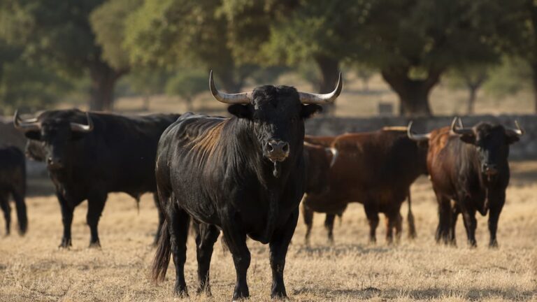 Toros de lidia en una finca ganadera imagen de archivo.