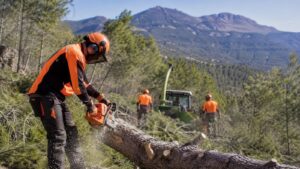 Trabajos forestales en la Sierra de Lavia en Cehegín.