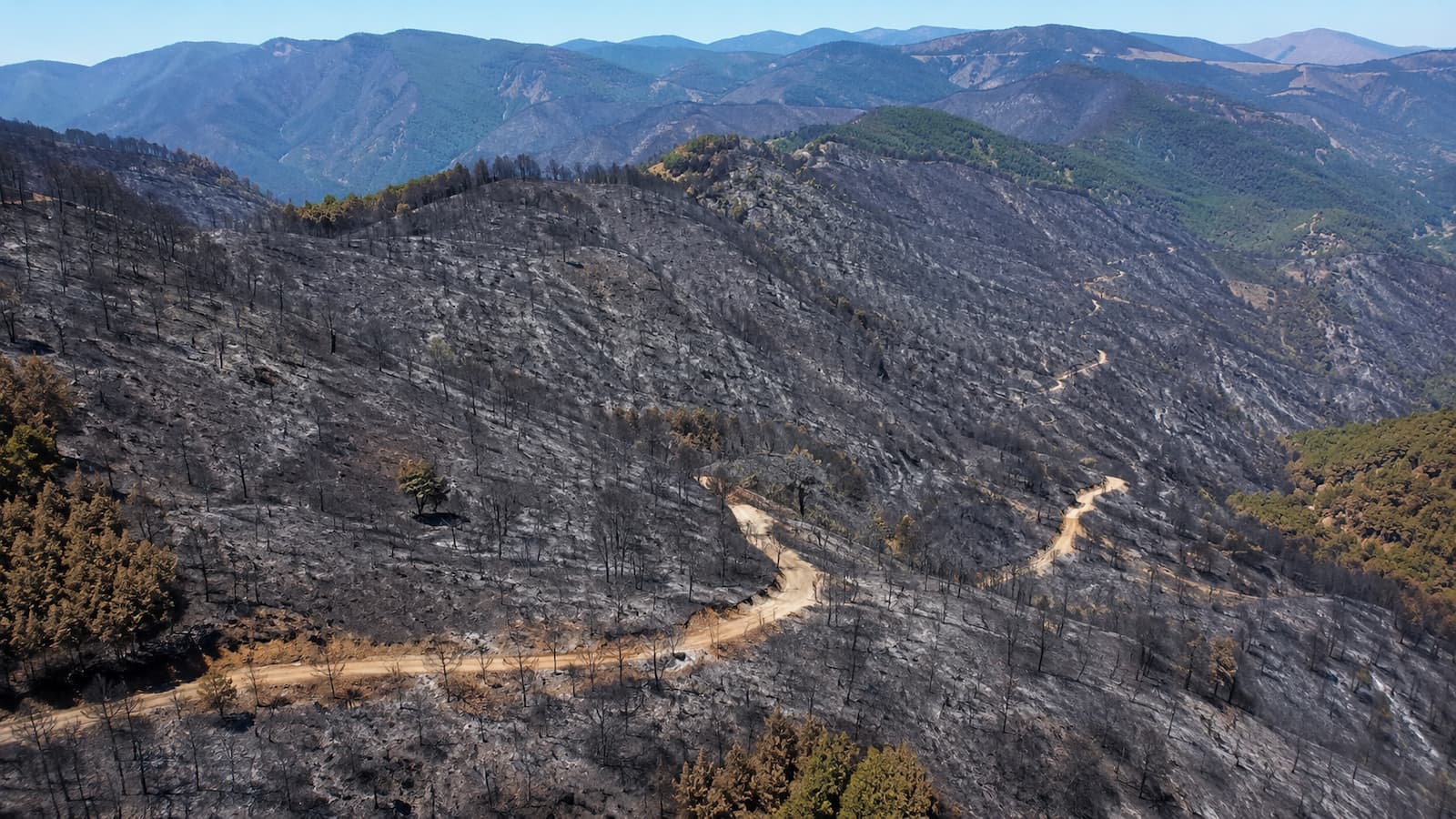 Zona afectada por el incendio de La Mierla en la Sierra Norte de Guadalajara