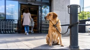 Dejar al perro atado mientras compras puede costarte hasta 10.000 euros.
